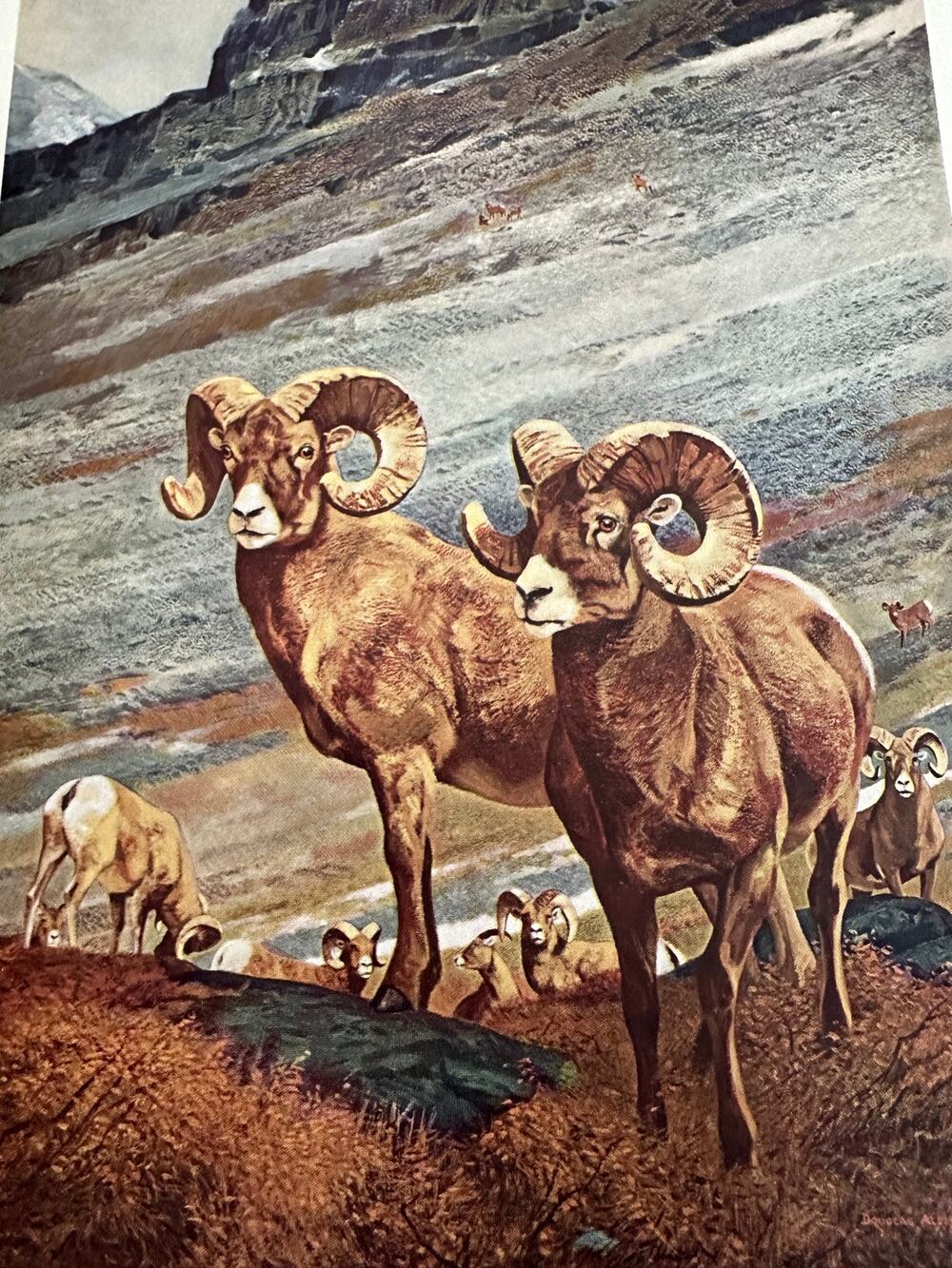 Bighorn Sheep by Douglas Allen Wildlife Bookplate Art Print ~ 260509-WH 173